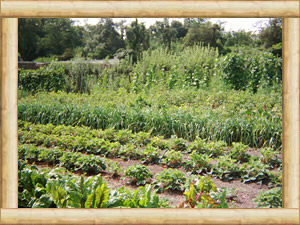 Groentetuin
